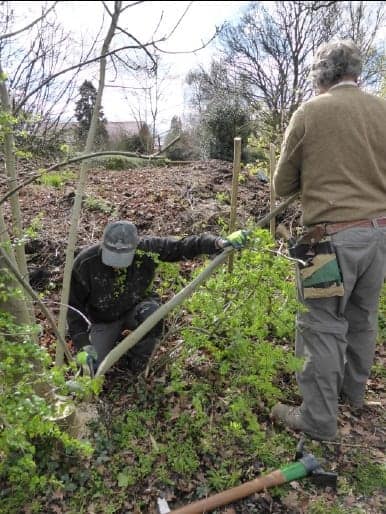 Hedge laying
