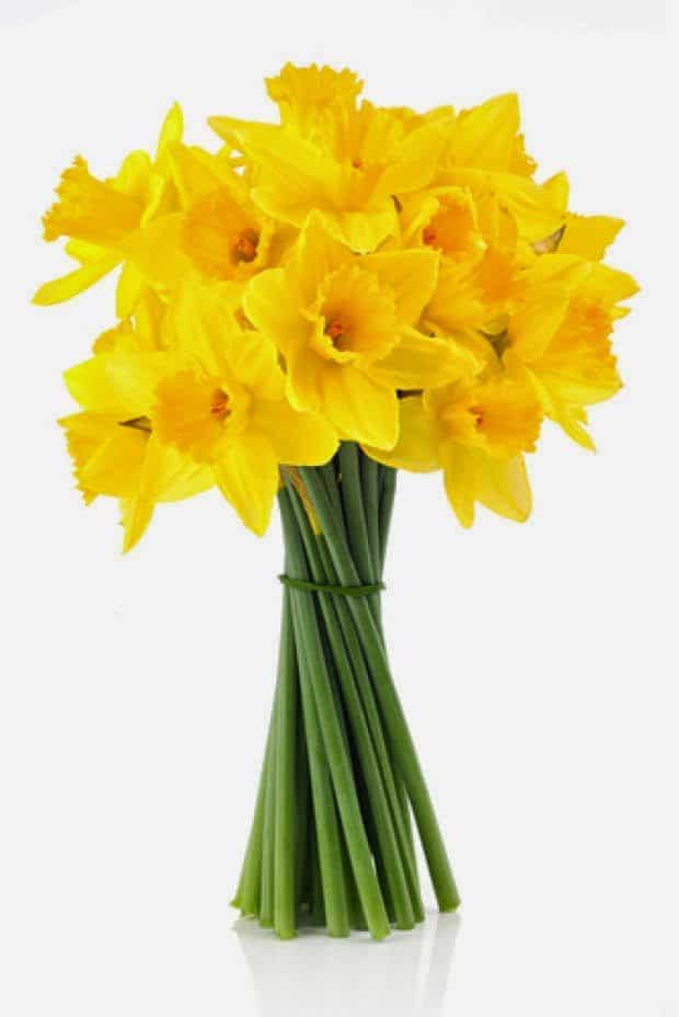 Daffodil bunch