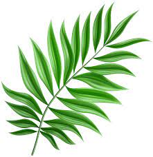 Palm
