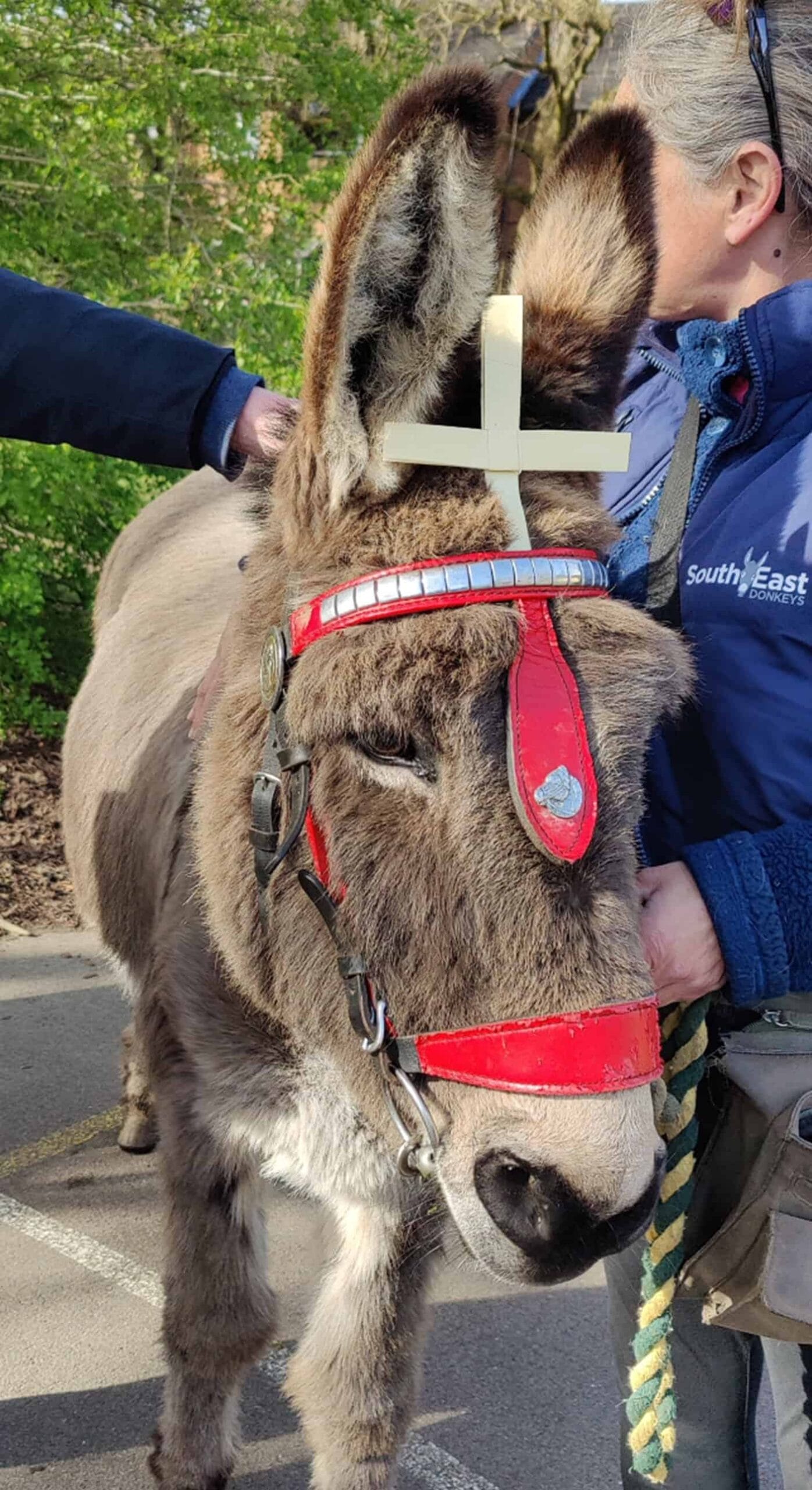 Donkey