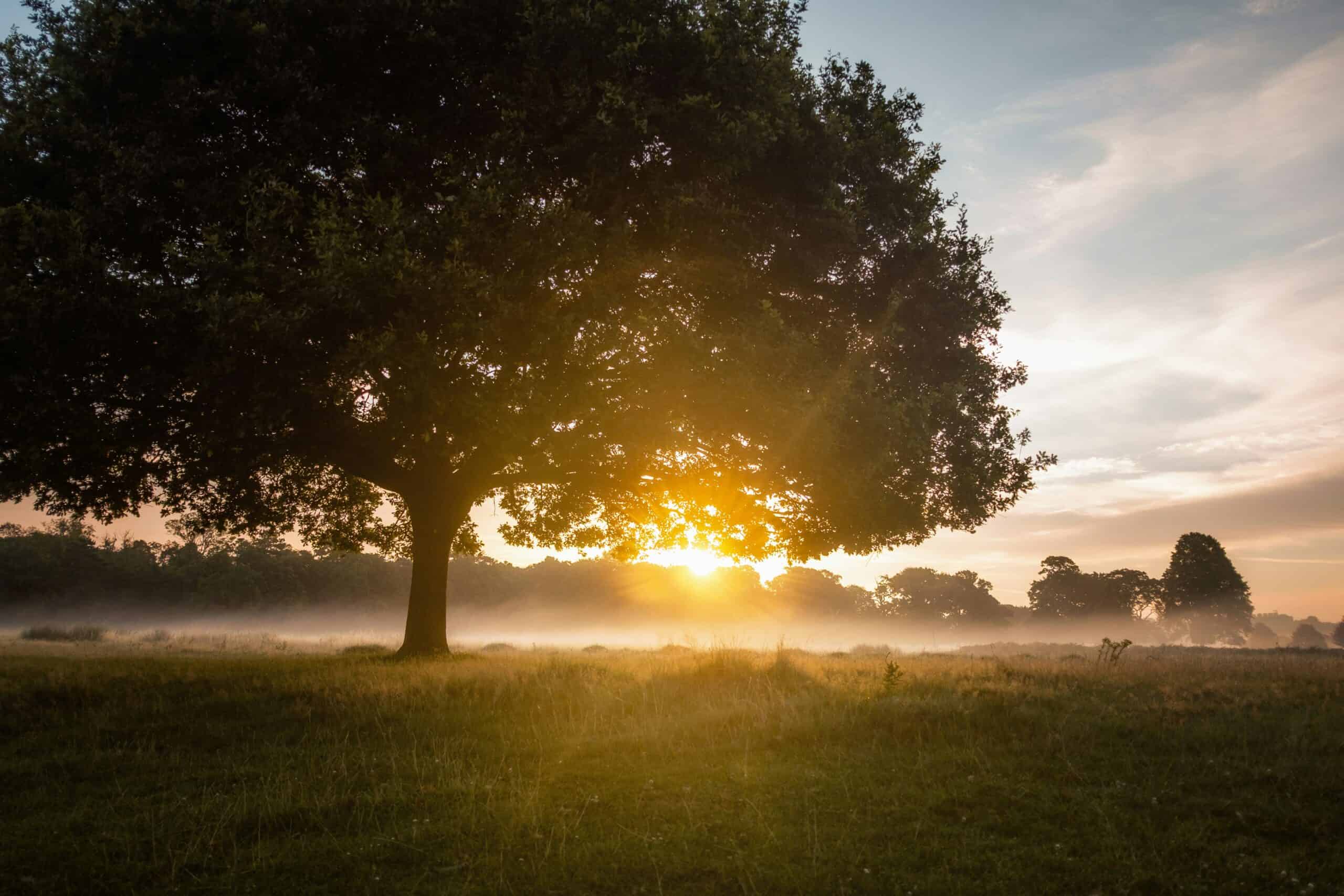 Dawn 4